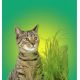 Herbe à chats vitaminée 100g